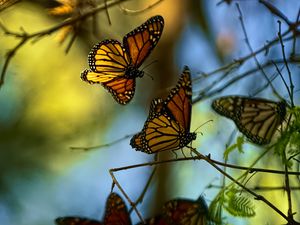 Preview wallpaper monarch butterflies, butterflies, branches, macro