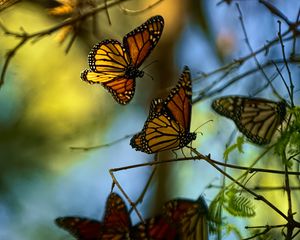 Preview wallpaper monarch butterflies, butterflies, branches, macro