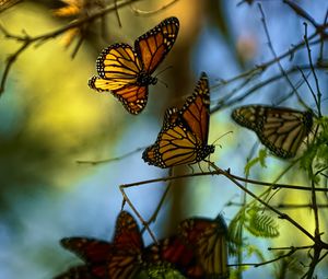 Preview wallpaper monarch butterflies, butterflies, branches, macro