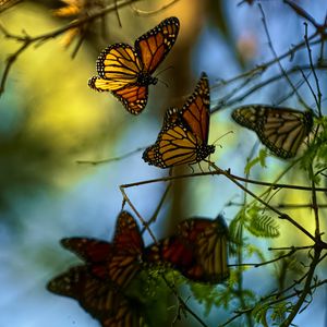 Preview wallpaper monarch butterflies, butterflies, branches, macro