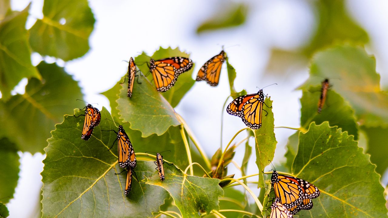 Wallpaper monarch, butterflies, leaves, branches, macro