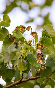 Preview wallpaper monarch, butterflies, leaves, branches, macro