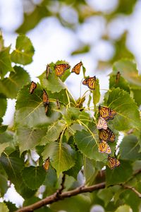 Preview wallpaper monarch, butterflies, leaves, branches, macro