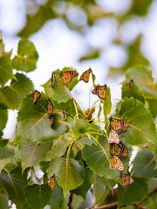 Preview wallpaper monarch, butterflies, leaves, branches, macro