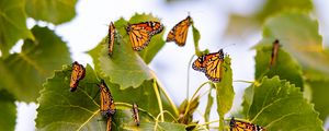 Preview wallpaper monarch, butterflies, leaves, branches, macro