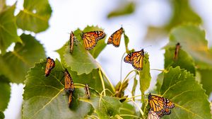Preview wallpaper monarch, butterflies, leaves, branches, macro