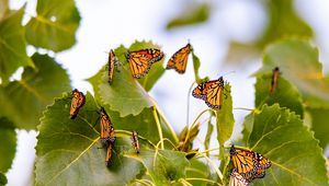 Preview wallpaper monarch, butterflies, leaves, branches, macro