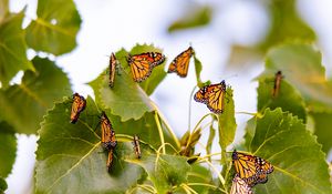 Preview wallpaper monarch, butterflies, leaves, branches, macro