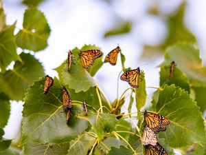 Preview wallpaper monarch, butterflies, leaves, branches, macro