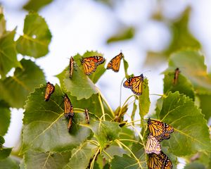 Preview wallpaper monarch, butterflies, leaves, branches, macro