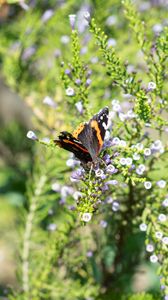 Preview wallpaper monarch, butterfly, branch, flowers, macro