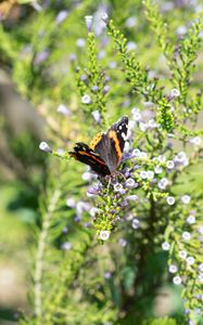 Preview wallpaper monarch, butterfly, branch, flowers, macro