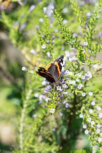 Preview wallpaper monarch, butterfly, branch, flowers, macro