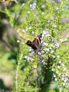 Preview wallpaper monarch, butterfly, branch, flowers, macro