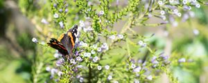 Preview wallpaper monarch, butterfly, branch, flowers, macro