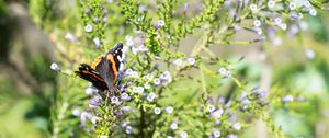 Preview wallpaper monarch, butterfly, branch, flowers, macro