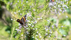 Preview wallpaper monarch, butterfly, branch, flowers, macro