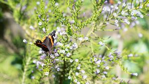 Preview wallpaper monarch, butterfly, branch, flowers, macro