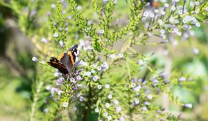 Preview wallpaper monarch, butterfly, branch, flowers, macro