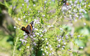 Preview wallpaper monarch, butterfly, branch, flowers, macro