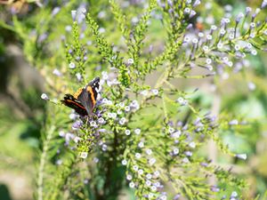 Preview wallpaper monarch, butterfly, branch, flowers, macro