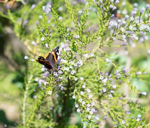 Preview wallpaper monarch, butterfly, branch, flowers, macro