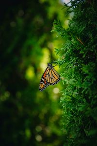Preview wallpaper monarch butterfly, butterfly, branch, macro, insect