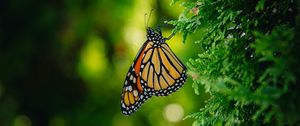 Preview wallpaper monarch butterfly, butterfly, branch, macro, insect