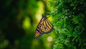 Preview wallpaper monarch butterfly, butterfly, branch, macro, insect