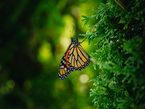 Preview wallpaper monarch butterfly, butterfly, branch, macro, insect