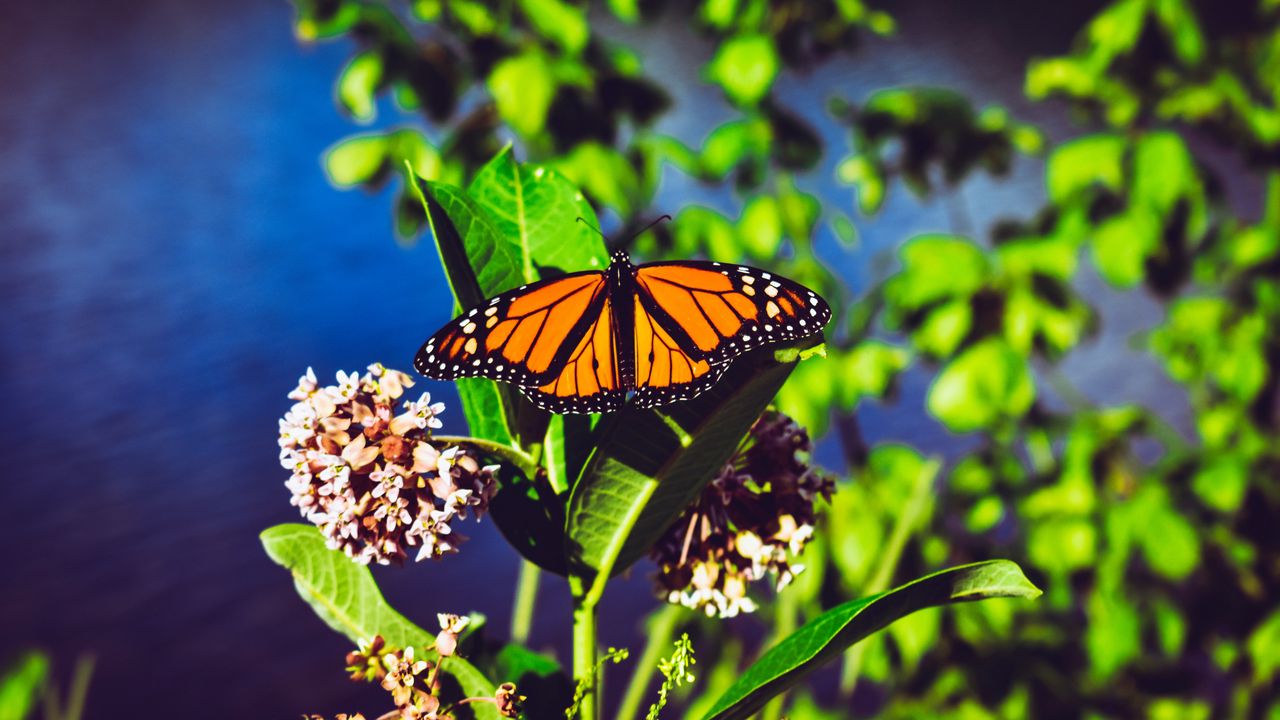 Wallpaper monarch butterfly, butterfly, bright, patterns, close-up