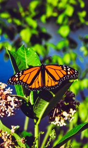 Preview wallpaper monarch butterfly, butterfly, bright, patterns, close-up