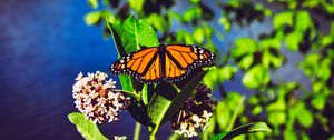 Preview wallpaper monarch butterfly, butterfly, bright, patterns, close-up