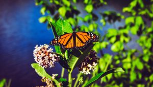 Preview wallpaper monarch butterfly, butterfly, bright, patterns, close-up