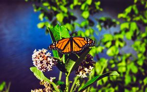 Preview wallpaper monarch butterfly, butterfly, bright, patterns, close-up