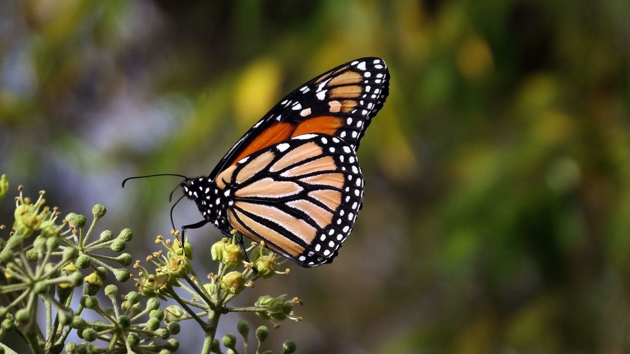 Wallpaper monarch butterfly, butterfly, brown, closeup