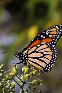 Preview wallpaper monarch butterfly, butterfly, brown, closeup