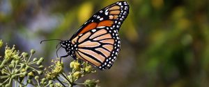 Preview wallpaper monarch butterfly, butterfly, brown, closeup