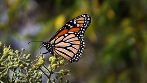 Preview wallpaper monarch butterfly, butterfly, brown, closeup