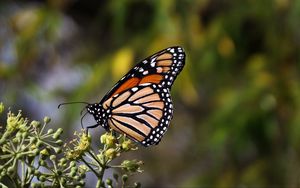 Preview wallpaper monarch butterfly, butterfly, brown, closeup