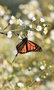 Preview wallpaper monarch butterfly, butterfly, brown, insect, flowers
