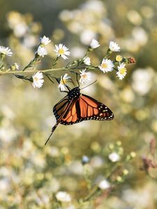 Preview wallpaper monarch butterfly, butterfly, brown, insect, flowers