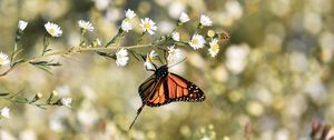 Preview wallpaper monarch butterfly, butterfly, brown, insect, flowers