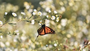 Preview wallpaper monarch butterfly, butterfly, brown, insect, flowers