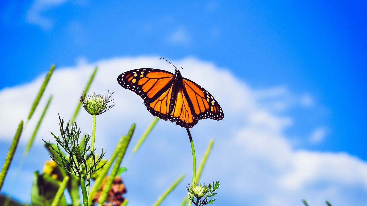 Wallpaper monarch butterfly, butterfly, close-up, wings, patterns