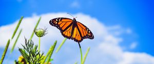 Preview wallpaper monarch butterfly, butterfly, close-up, wings, patterns