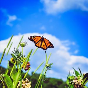 Preview wallpaper monarch butterfly, butterfly, close-up, wings, patterns