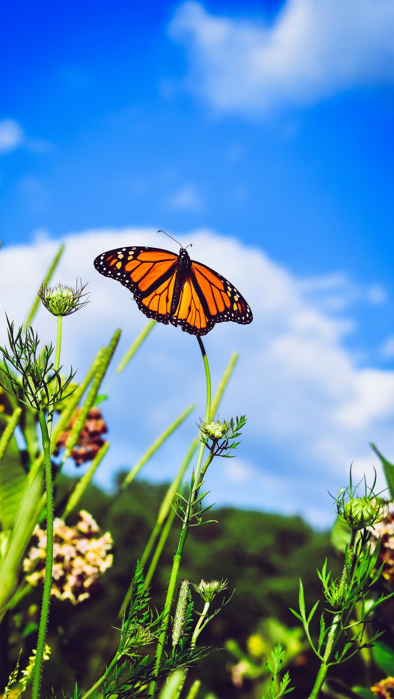 Butterfly Iphone monarch butterfly aesthetic HD phone wallpaper  Pxfuel