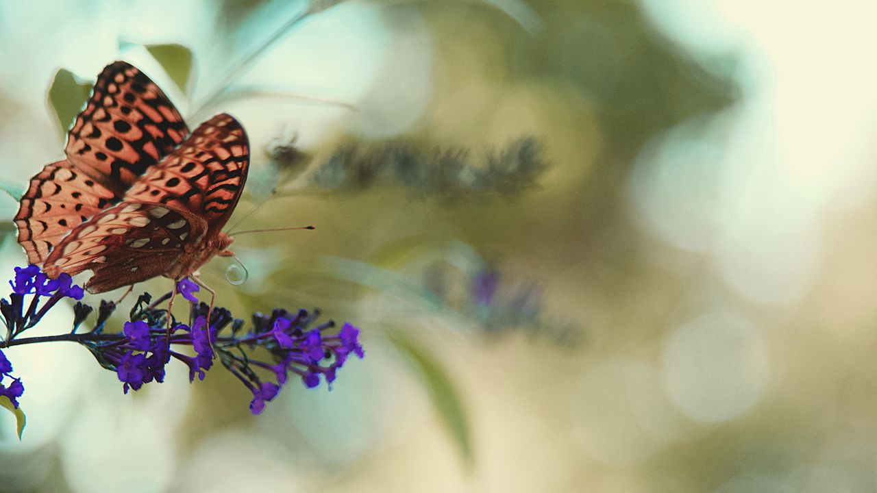 Wallpaper monarch butterfly, butterfly, flower, macro