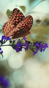 Preview wallpaper monarch butterfly, butterfly, flower, macro